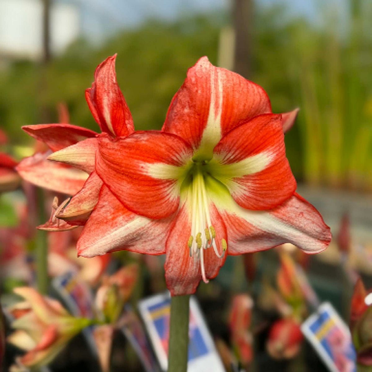Sphinx Hippeastrum Bulb | Amaryllis – Creamy White Blooms with Coral-Red Veining - Oldboy&