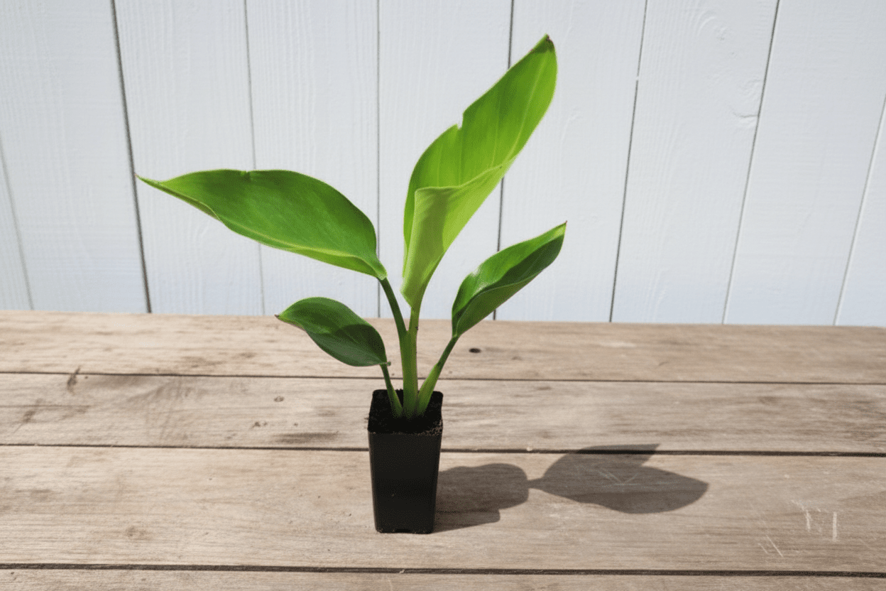 Strelitzia nicolai – Majestic Giant Bird of Paradise for Australian Landscapes - Oldboy&