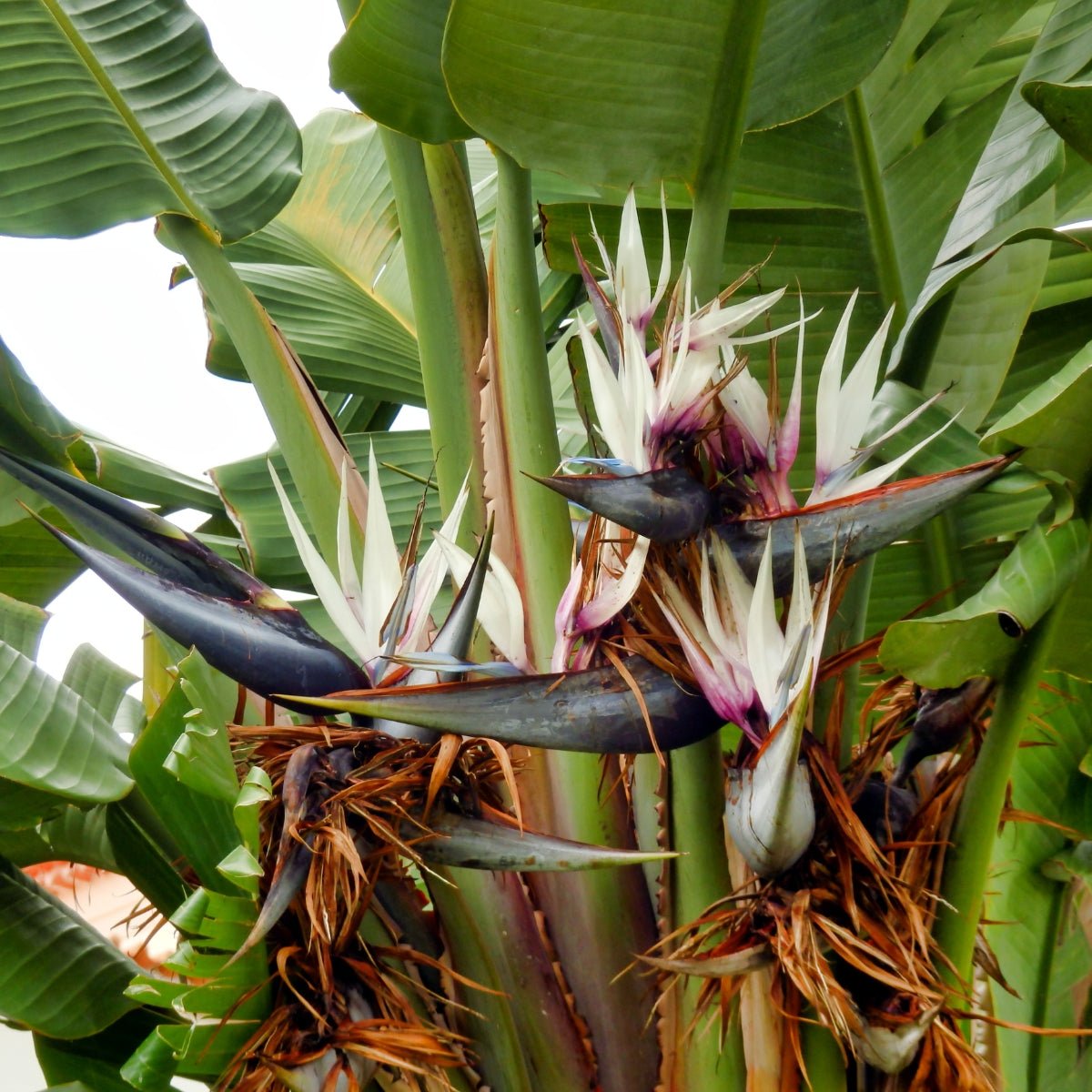 Strelitzia nicolai – Majestic Giant Bird of Paradise for Australian Landscapes - Oldboy&