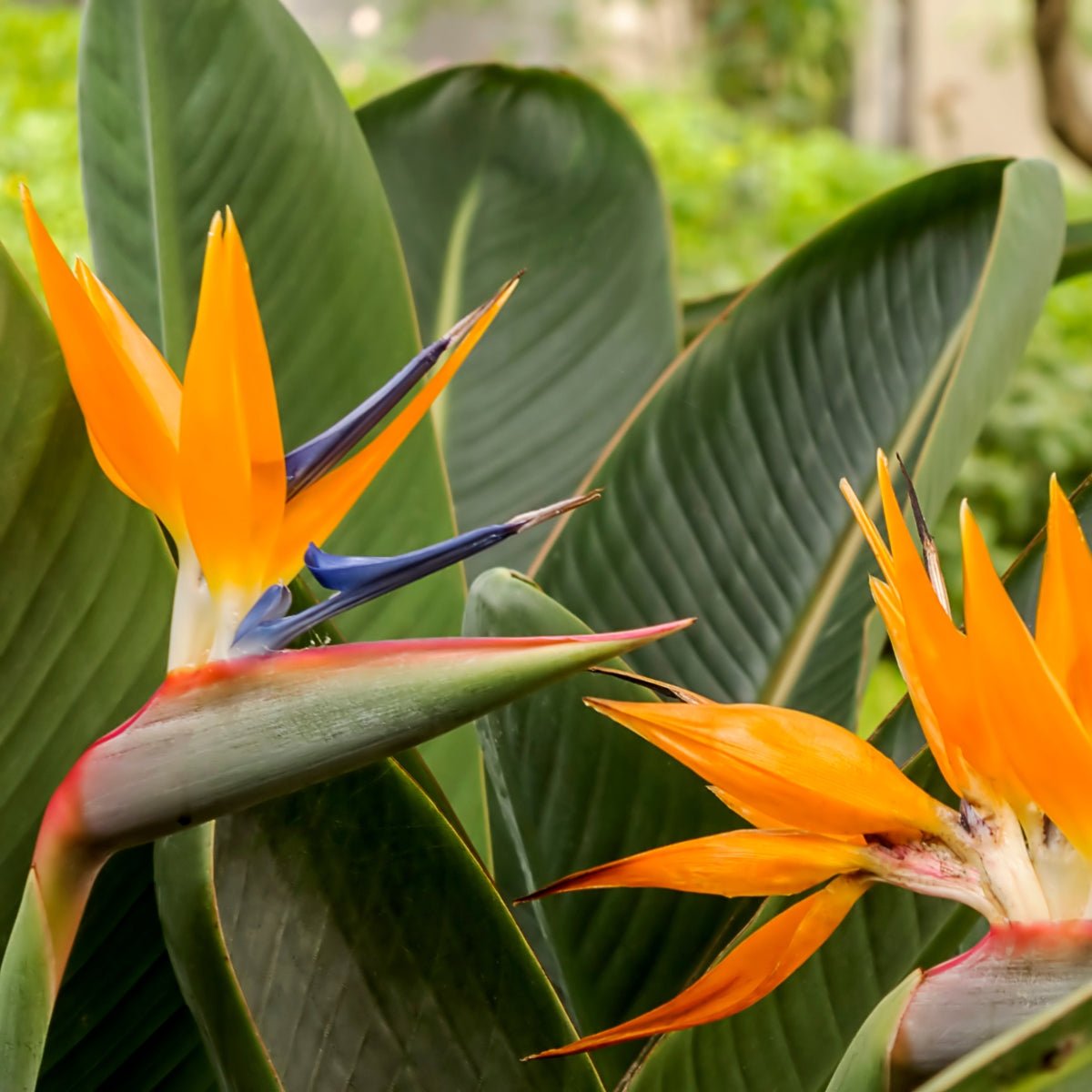 Strelitzia reginae – Bird of Paradise Plant - Oldboy&
