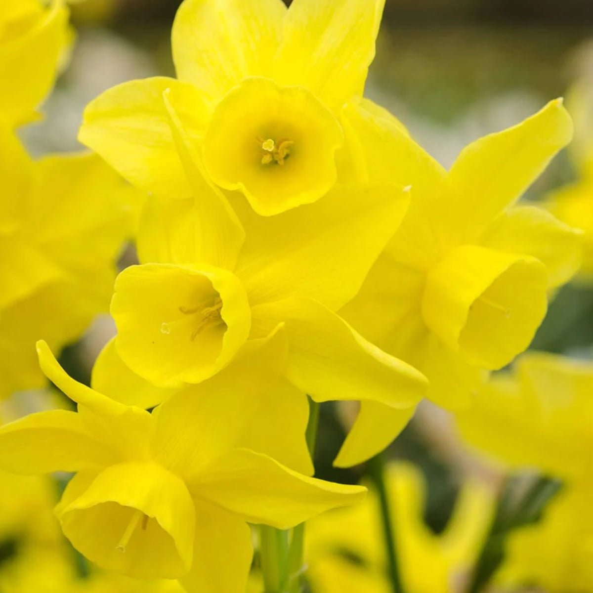Sunlight Sensation - Daffodil (Narcissus triandrus) – Golden Clusters of Fragrance - Oldboy&