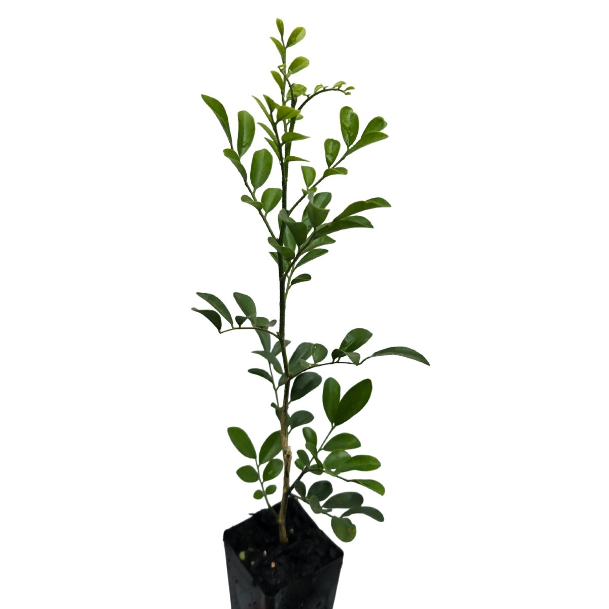 Sweet Privacy™ Murraya | Fragrant White Flowering Hedge - Oldboy&