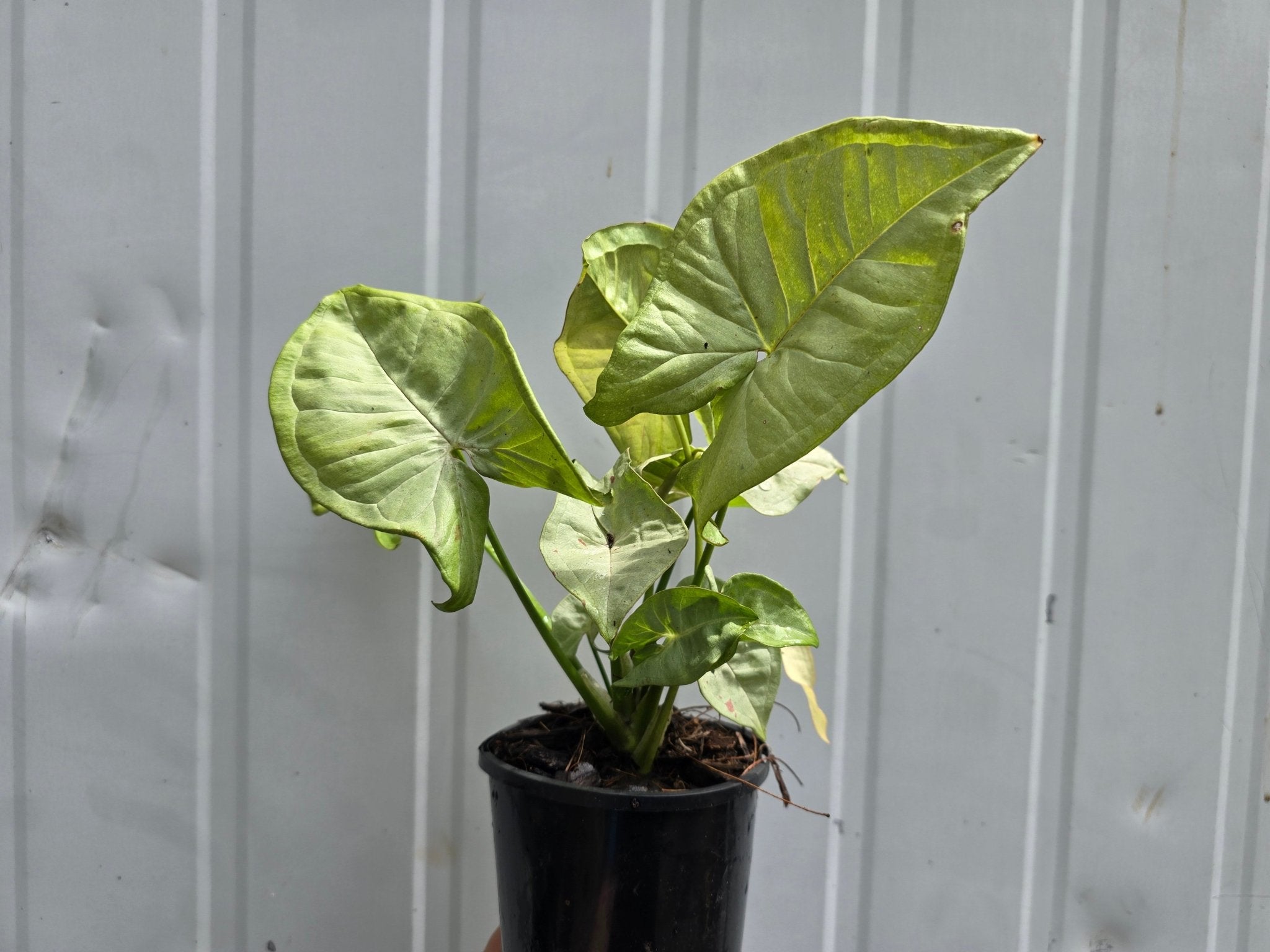 Syngonium ‘Confetti’ – Podophyllum - Arrowhead Plant - Oldboy&