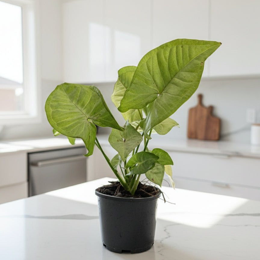 Syngonium ‘Confetti’ – Podophyllum - Arrowhead Plant - Oldboy&