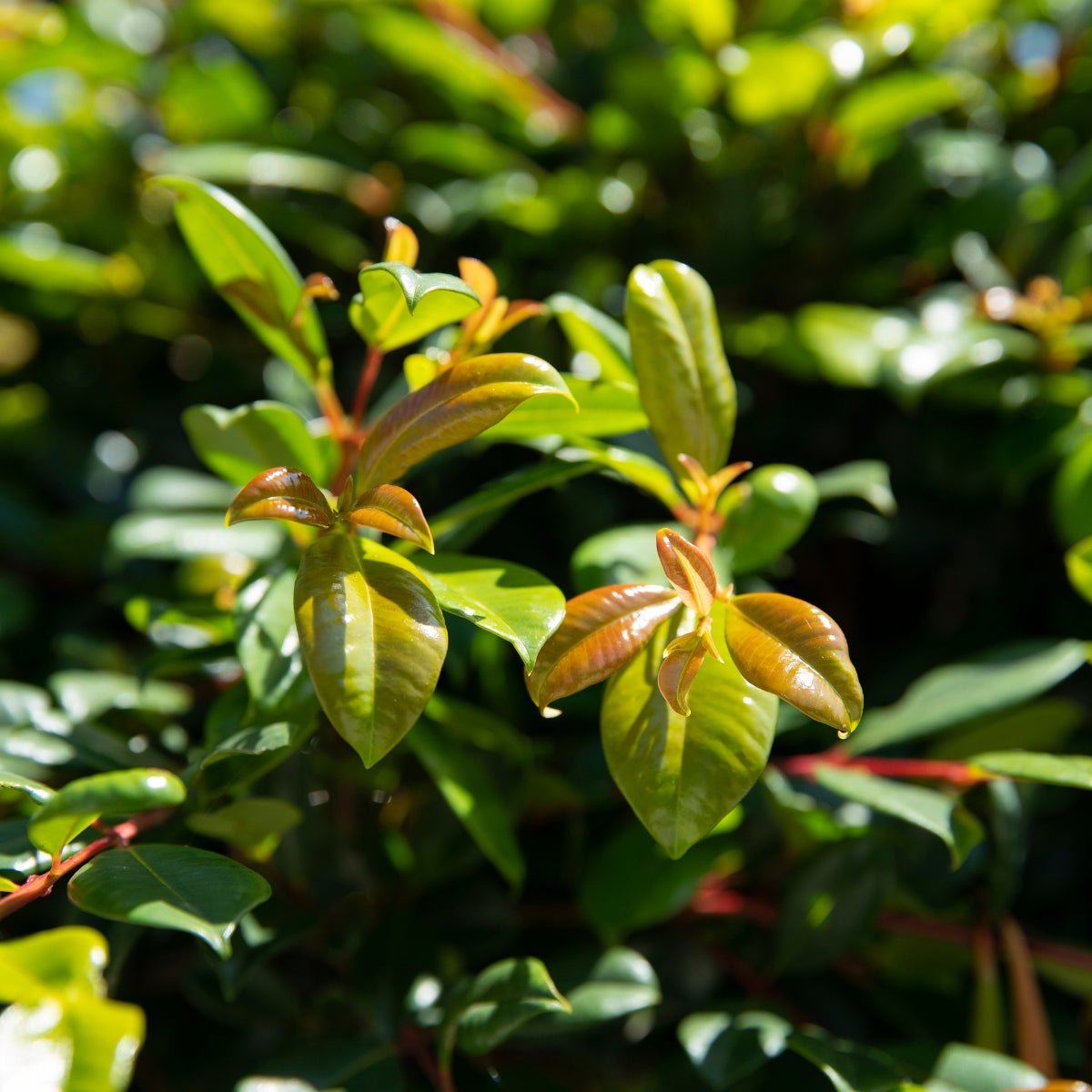Syzygium australe ‘Aussie Compact’ Lilly Pilly | 42mm Tube - Oldboy&