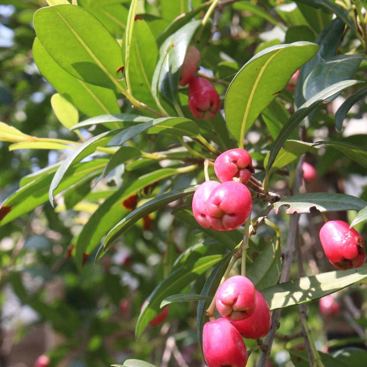 Syzygium australe ‘Aussie Compact’ Lilly Pilly | 42mm Tube - Oldboy&