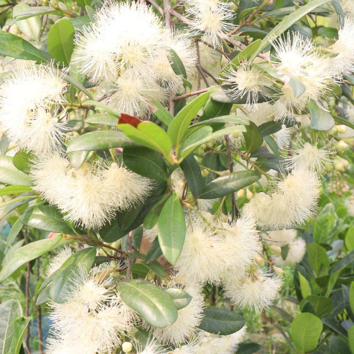 Syzygium australe ‘Aussie Compact’ Lilly Pilly | 42mm Tube - Oldboy&