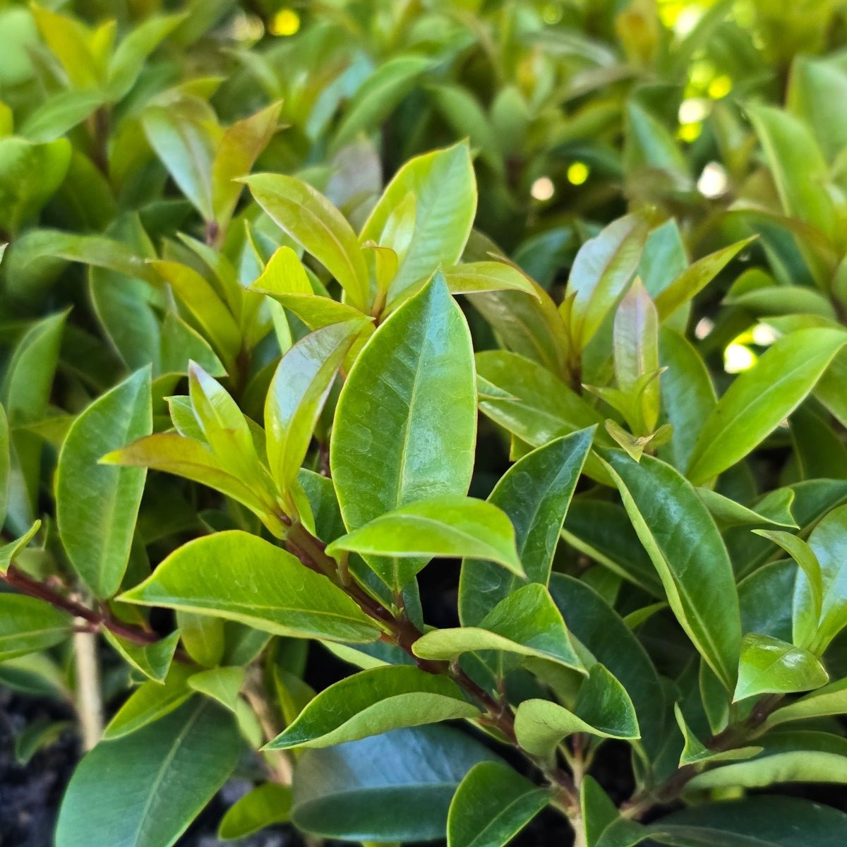 Syzygium australe ‘Aussie Compact’ Lilly Pilly | 42mm Tube - Oldboy&