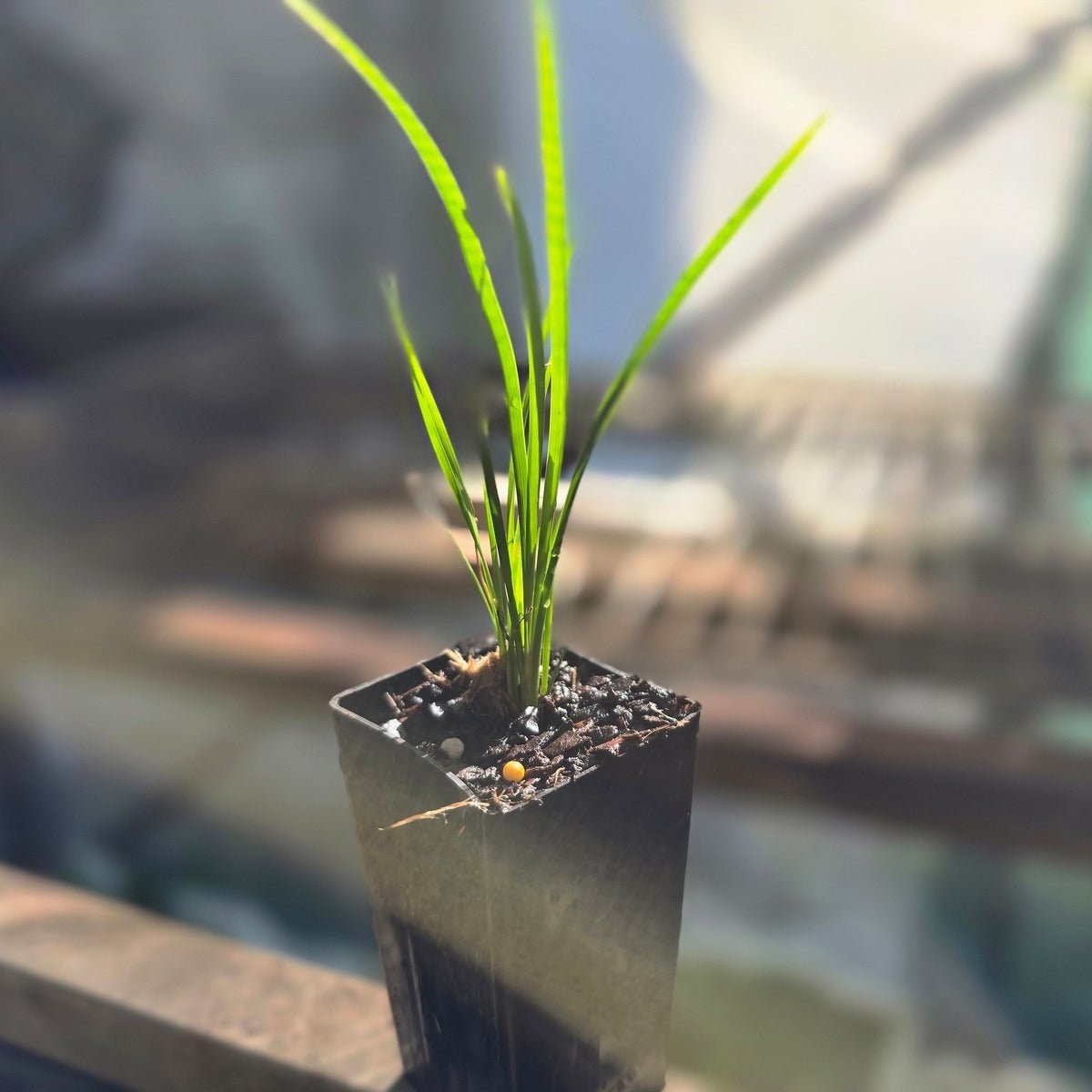 Tanika® Lomandra | Fine, Weeping Native Plant | 42mm Pot - Oldboy&