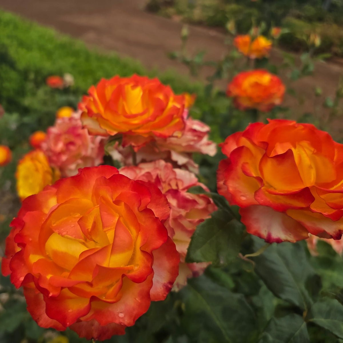 Tequila Sunrise – General – Hybrid Tea Rose - Oldboy&