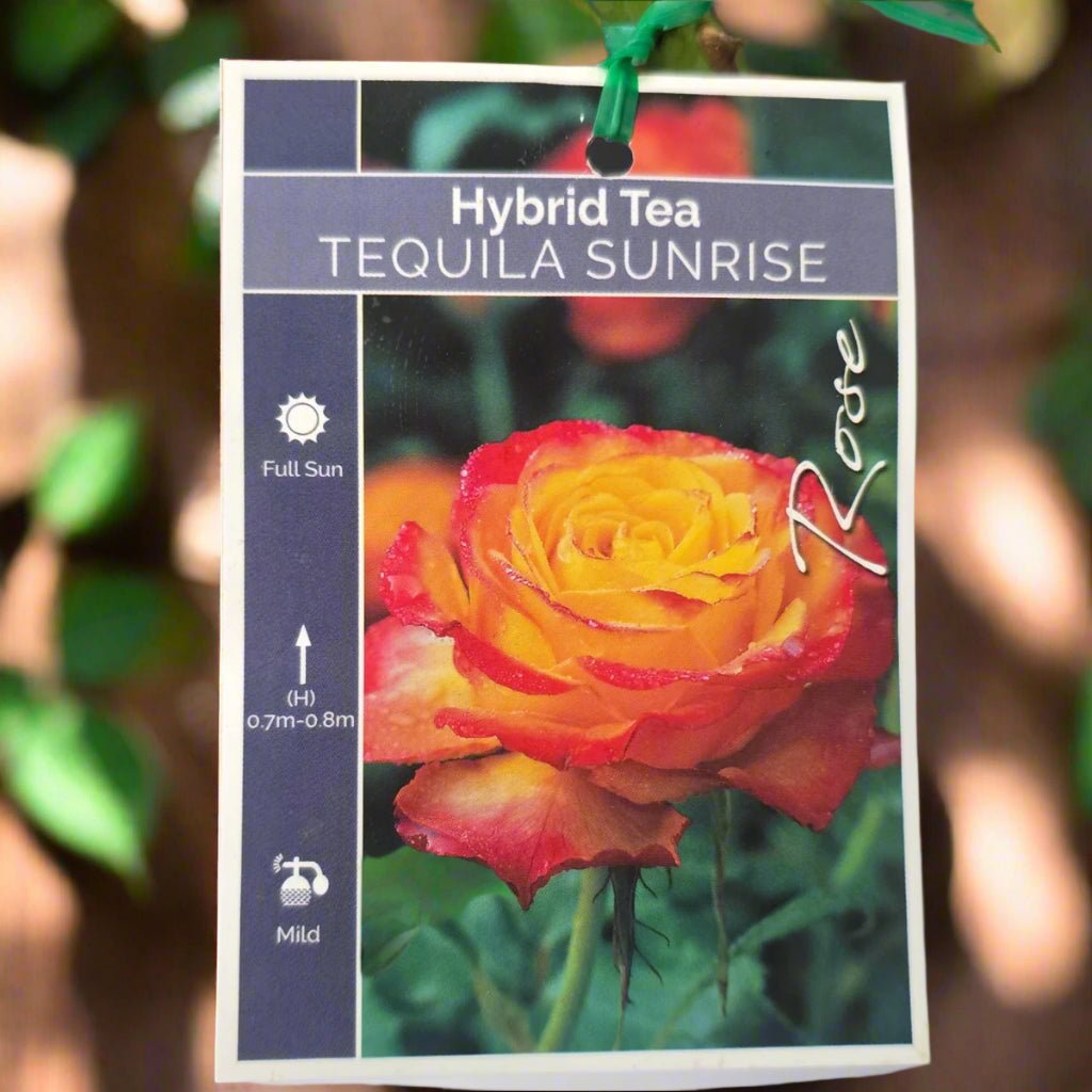 Tequila Sunrise – General – Hybrid Tea Rose - Oldboy&