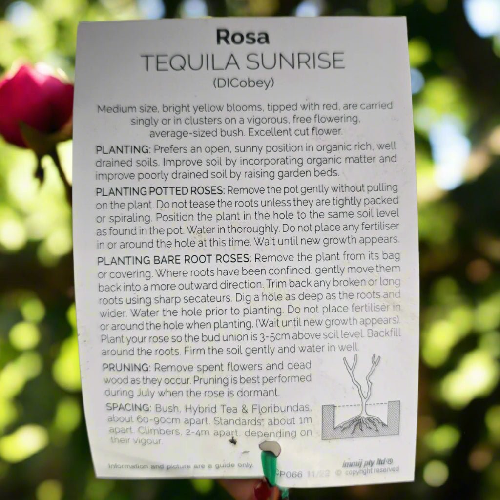Tequila Sunrise – General – Hybrid Tea Rose - Oldboy&