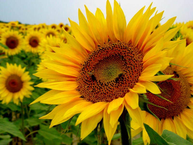Thank You - Sunflower Seeds - Oldboy&
