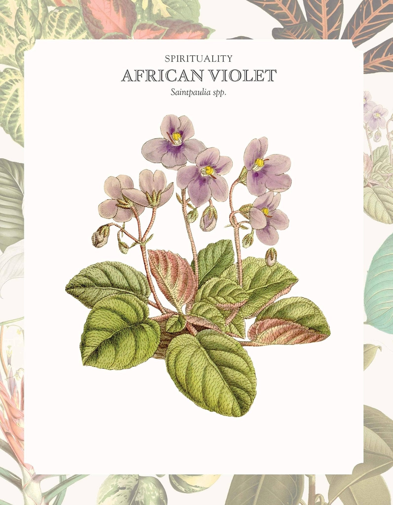 The Language of Houseplants - Oldboy&