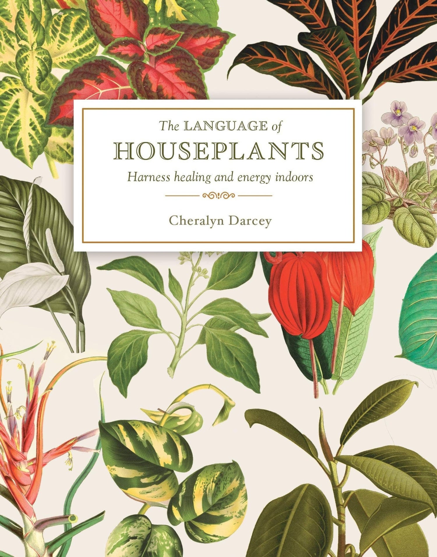 The Language of Houseplants - Oldboy&