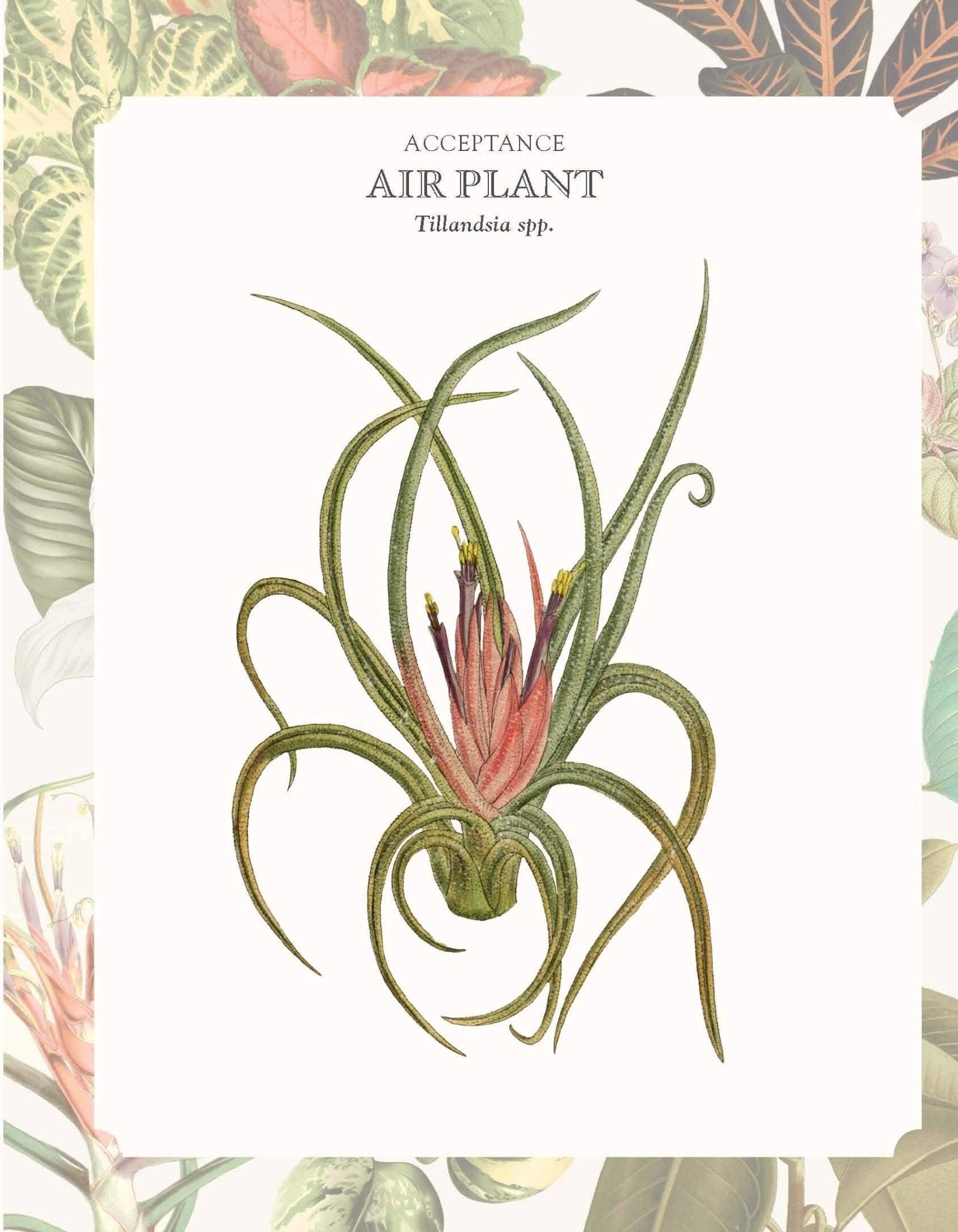 The Language of Houseplants - Oldboy&