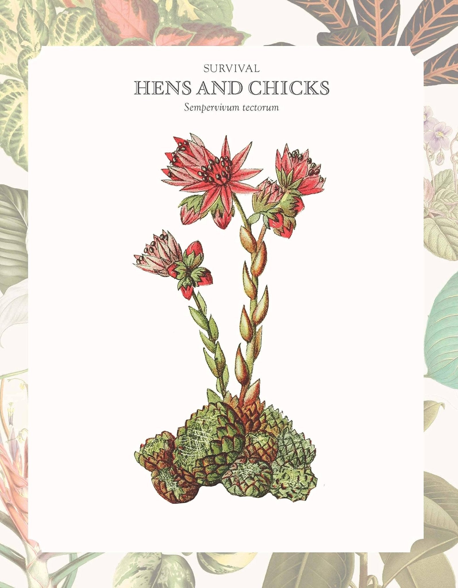 The Language of Houseplants - Oldboy&
