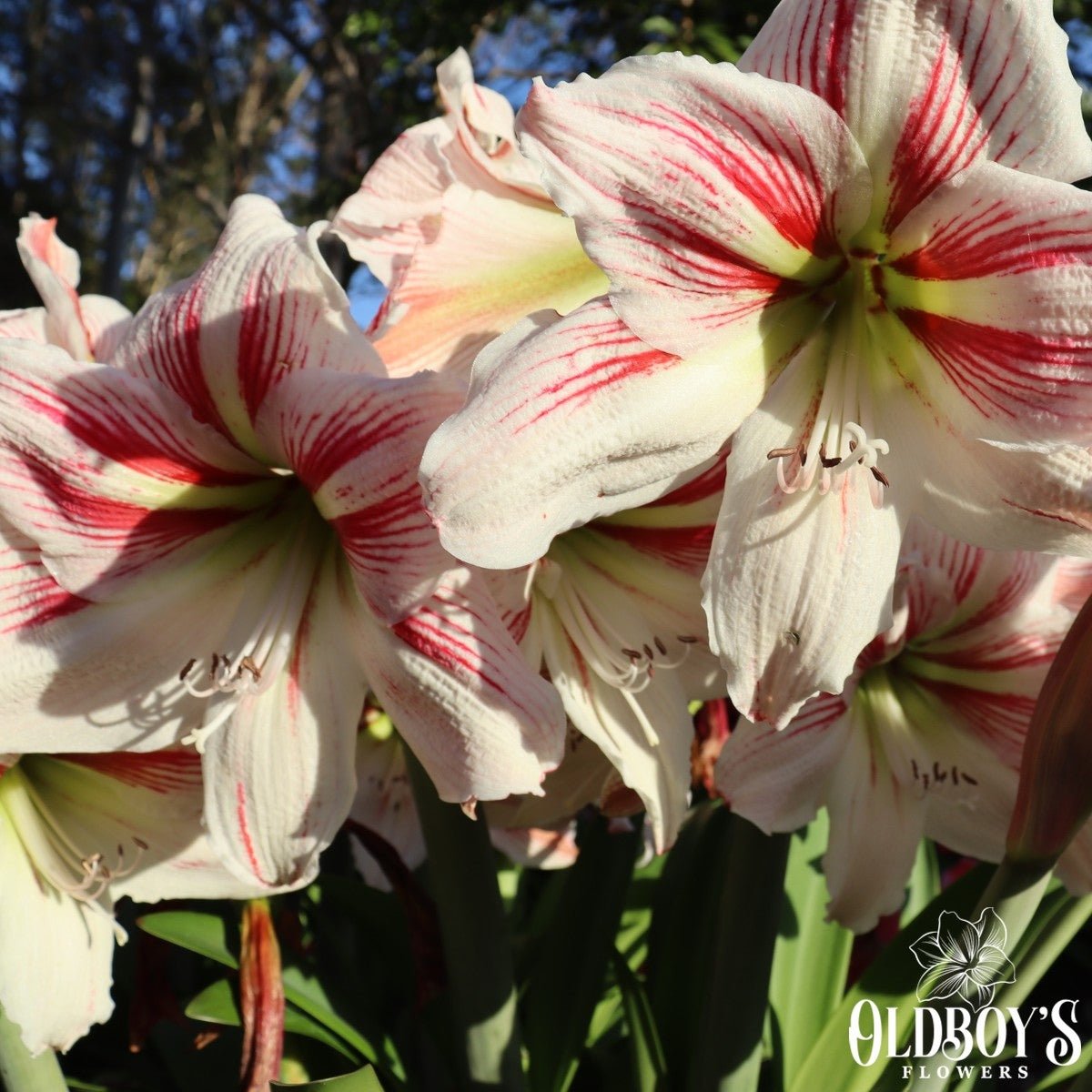 The President - Hippeastrums | Amaryllis | Hippeastrum x hybridum - Oldboy&
