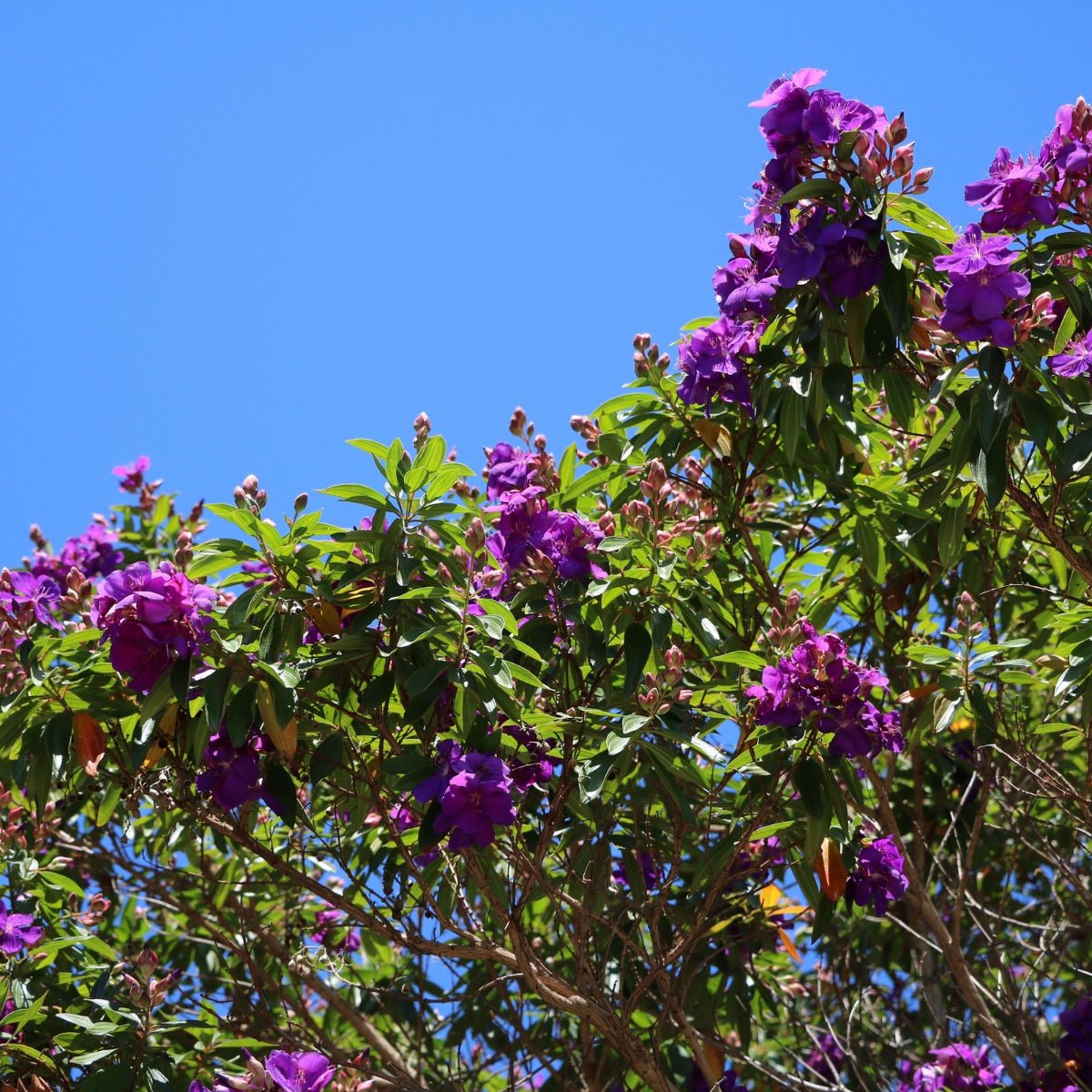 Tibouchina lepidota ‘Alstonville’ | Purple Flowering Tree - Oldboy&