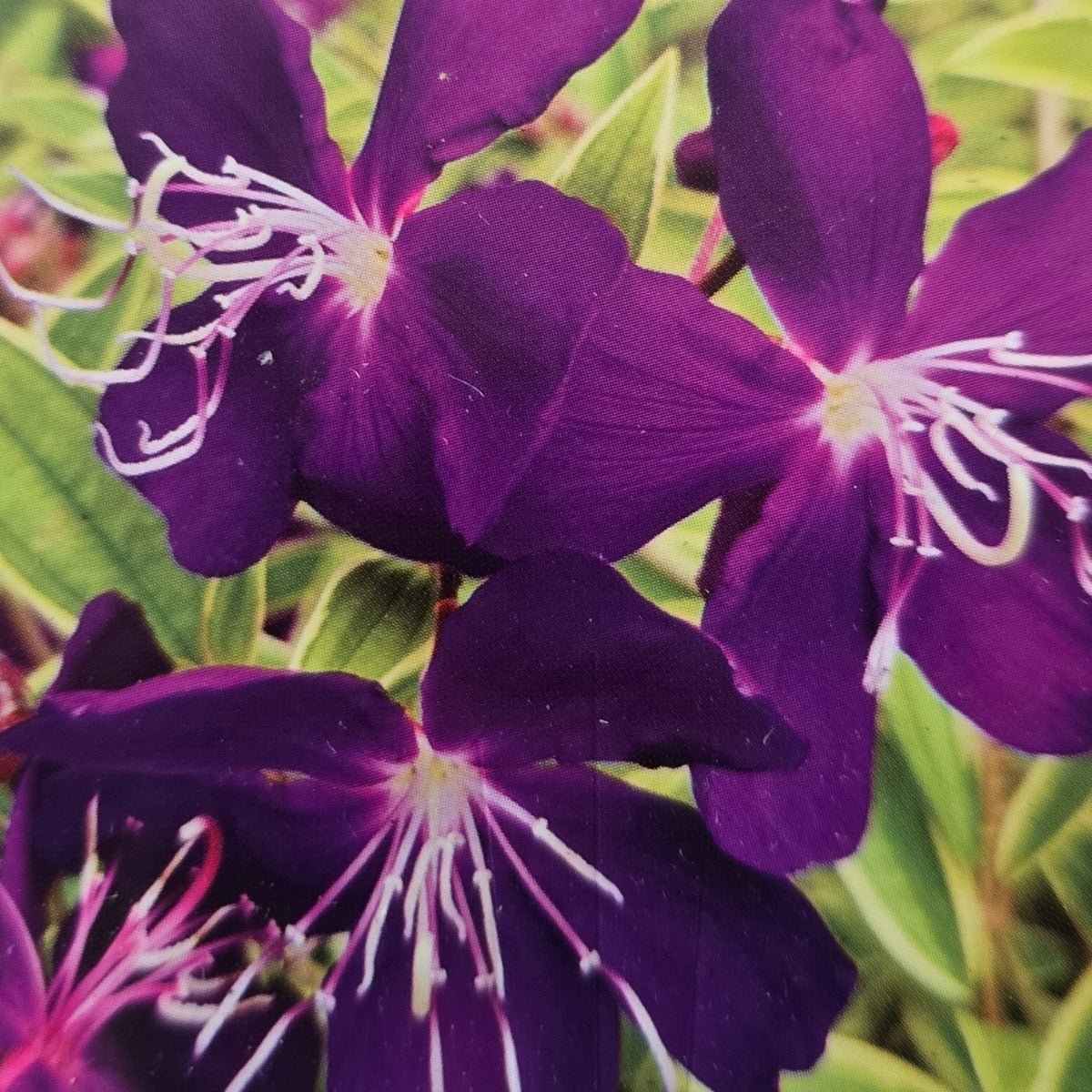 Tibouchina ‘Melodie’ PBR – Premium Purple Glory Bush for Australian Gardens - Oldboy&