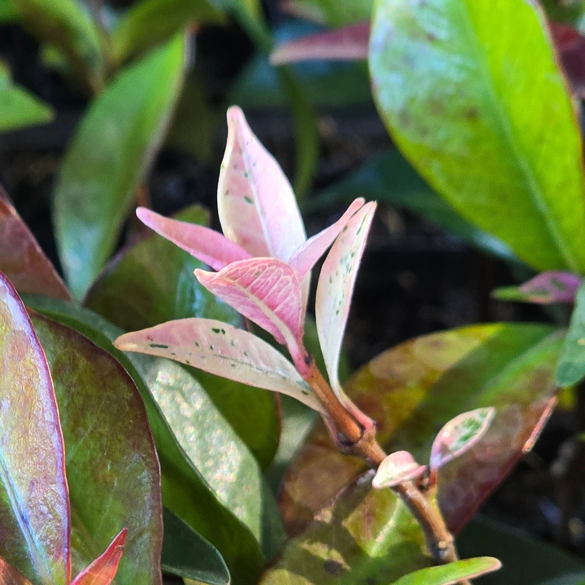 Trachelospermum jasminoides &