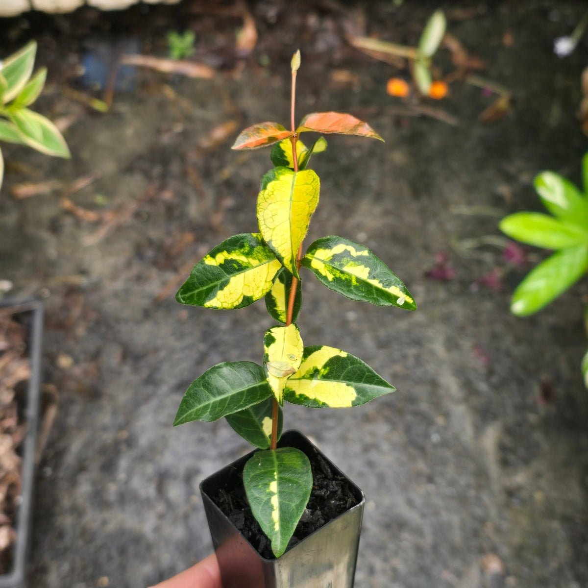 Trachelospermum ‘Summer Sunset’ – Variegated Star Jasmine with Bold Foliage - Oldboy&