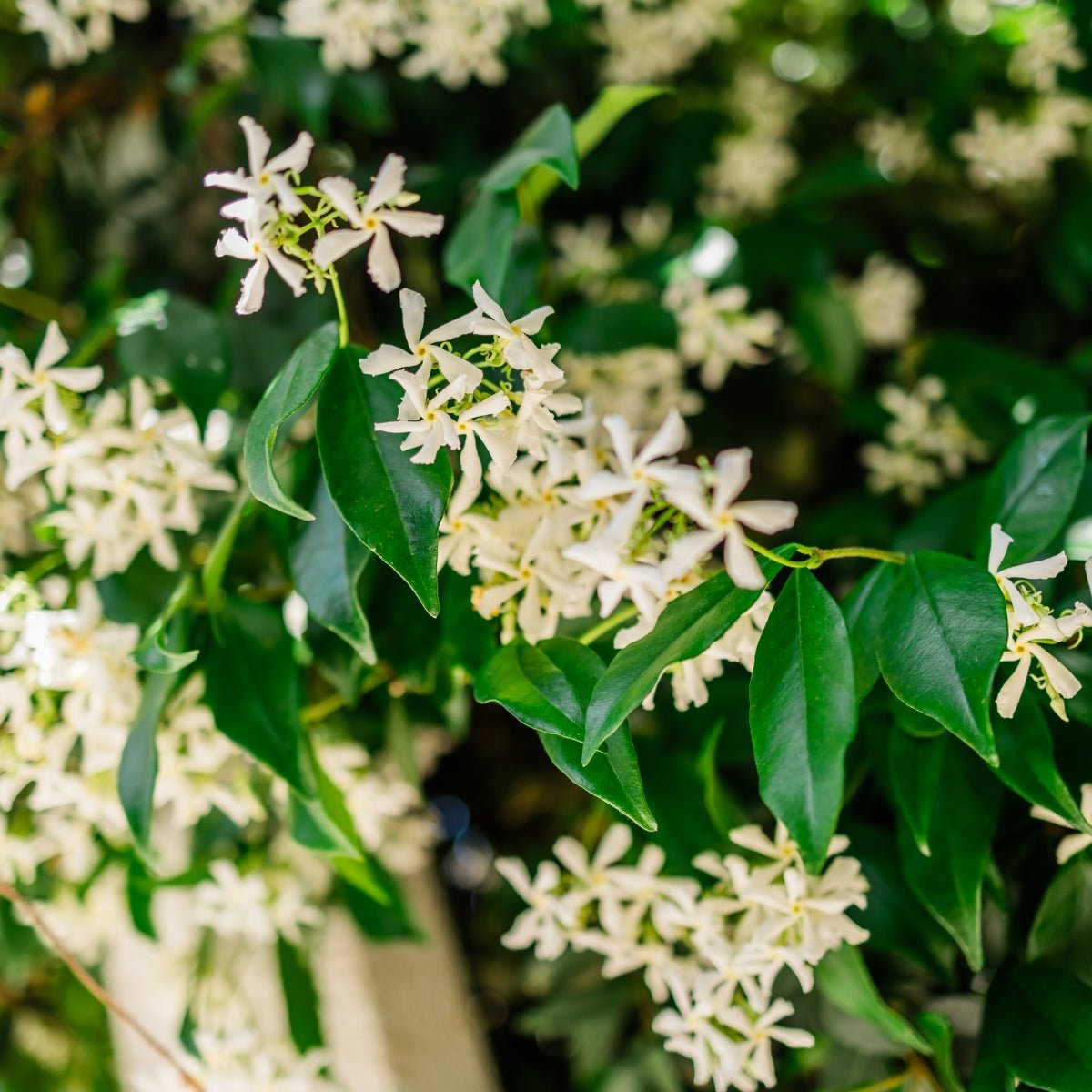 Trachelospermum Yellow Star – Golden Star Jasmine - Oldboy&