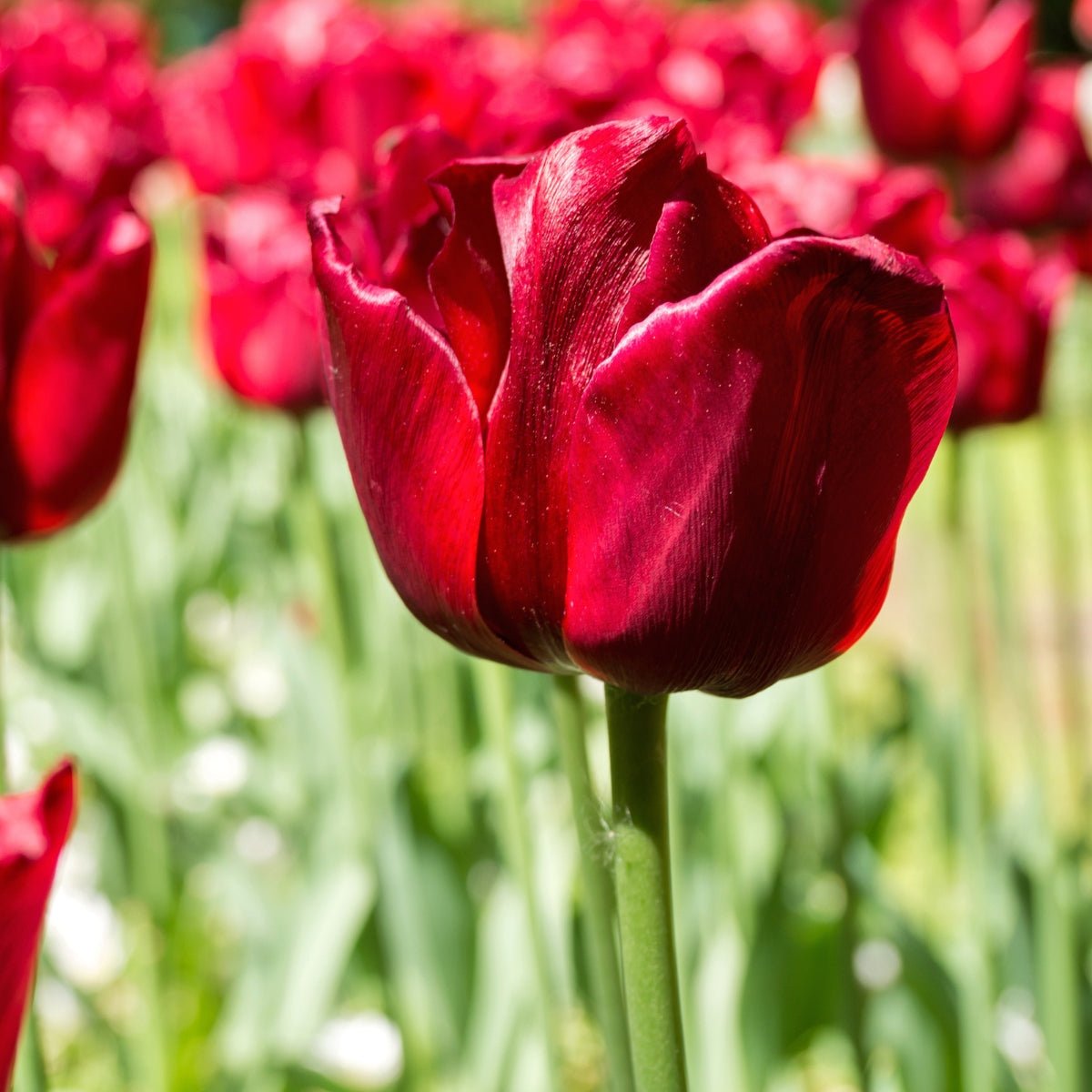 Triumph Tulip ‘Ile De France’ (Tulipa hybrida) – Classic Red Blooms - Pre - order - Oldboy&