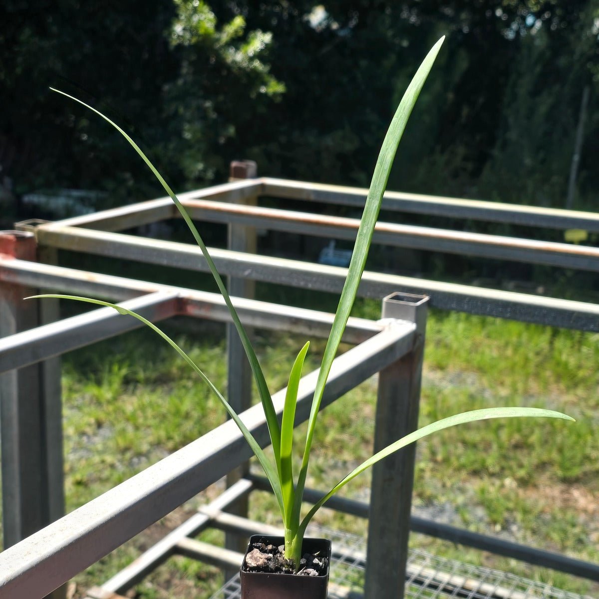 Tulbaghia simmleri – Sweet Wild Garlic Lily for Aussie Gardens - Oldboy&