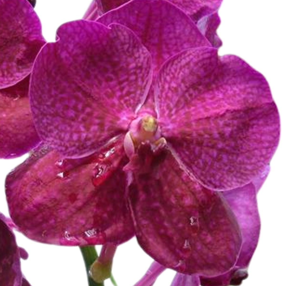 Vanda Orchid – Vibrant, Exotic Blooms - Oldboy&