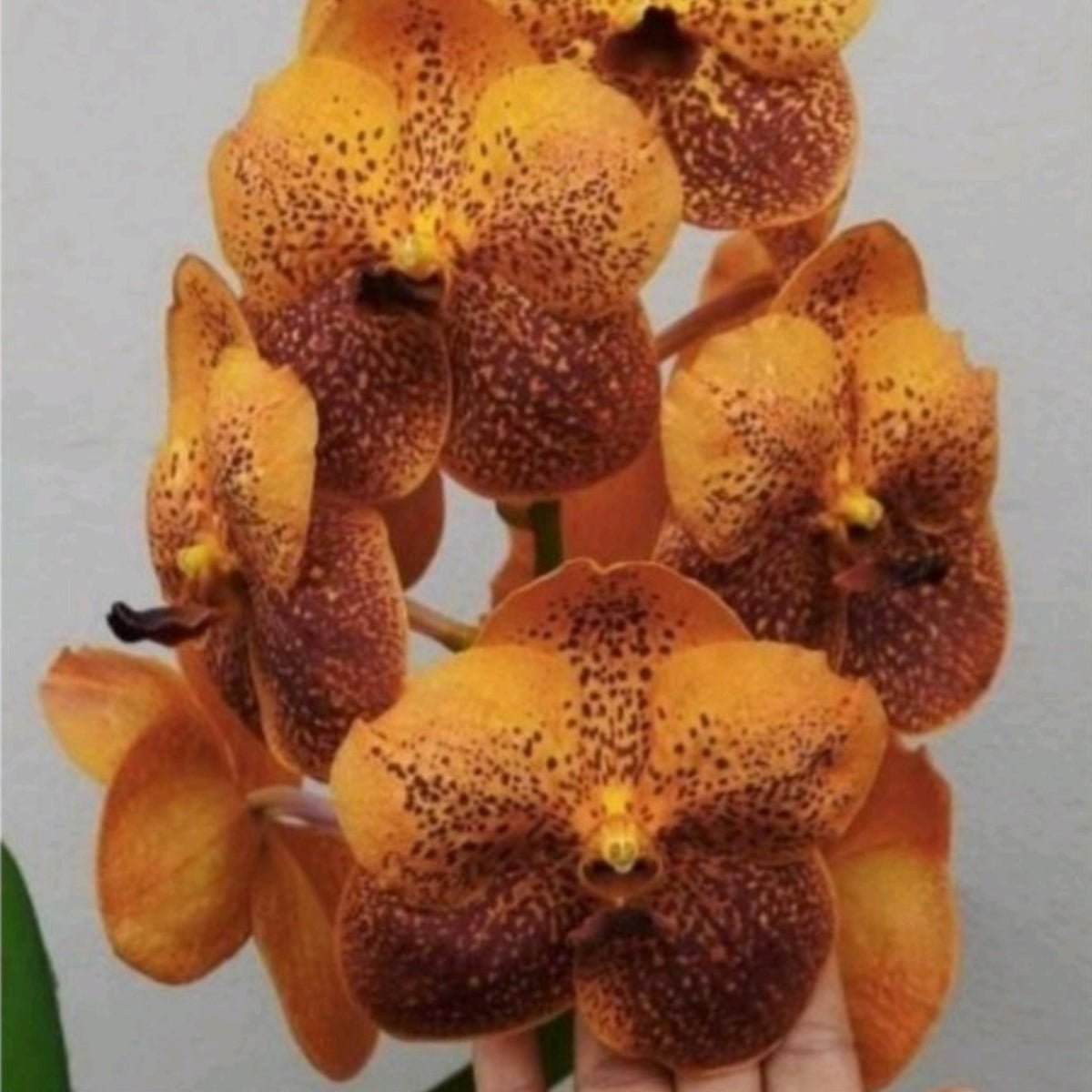 Vanda Orchid – Vibrant, Exotic Blooms - Oldboy&