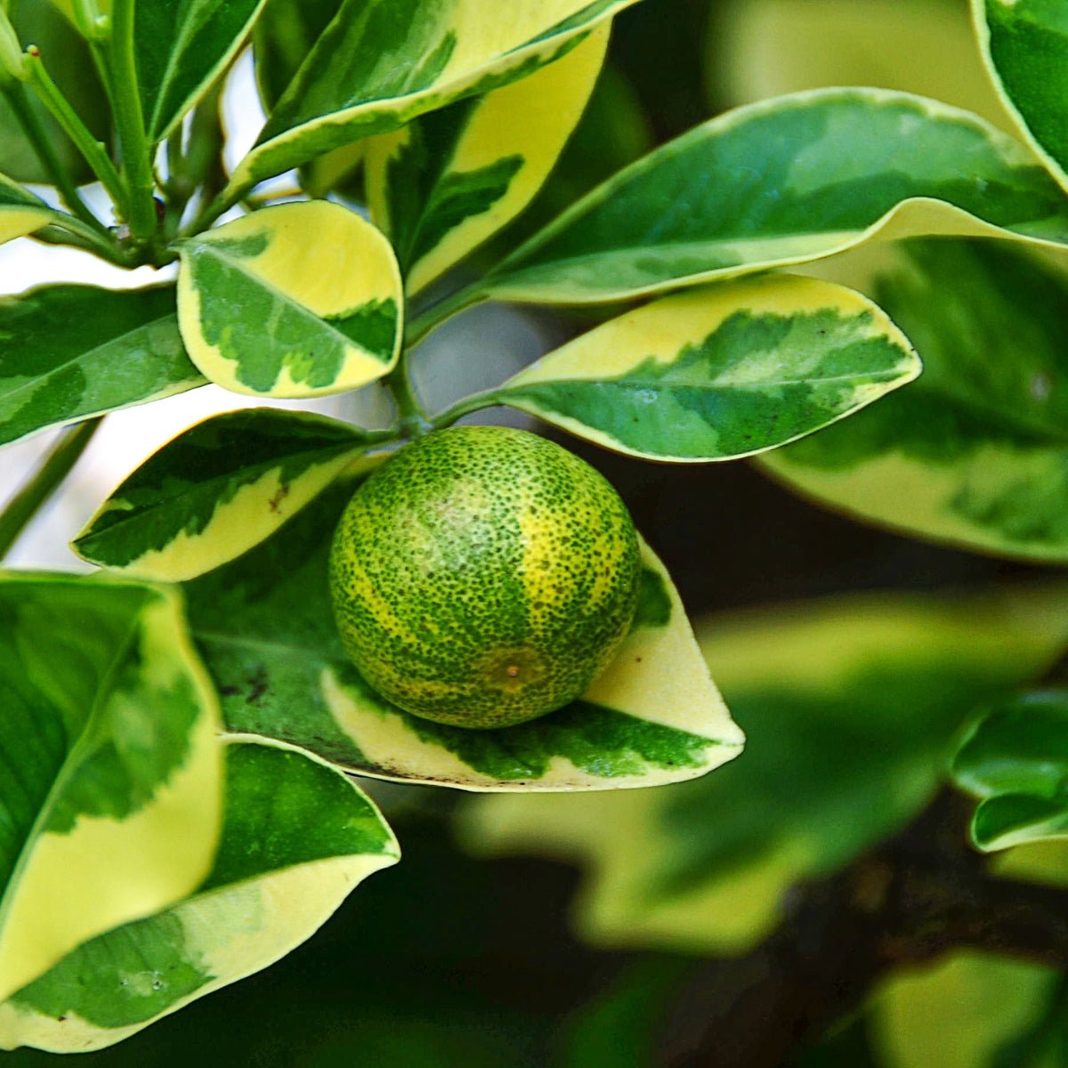 Variegated Kumquat Citrus | Citrus japonica ‘Variegata’ - Oldboy&