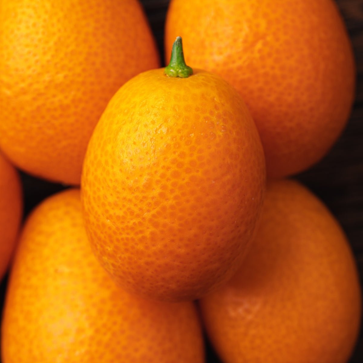 Variegated Kumquat Citrus | Citrus japonica ‘Variegata’ - Oldboy&