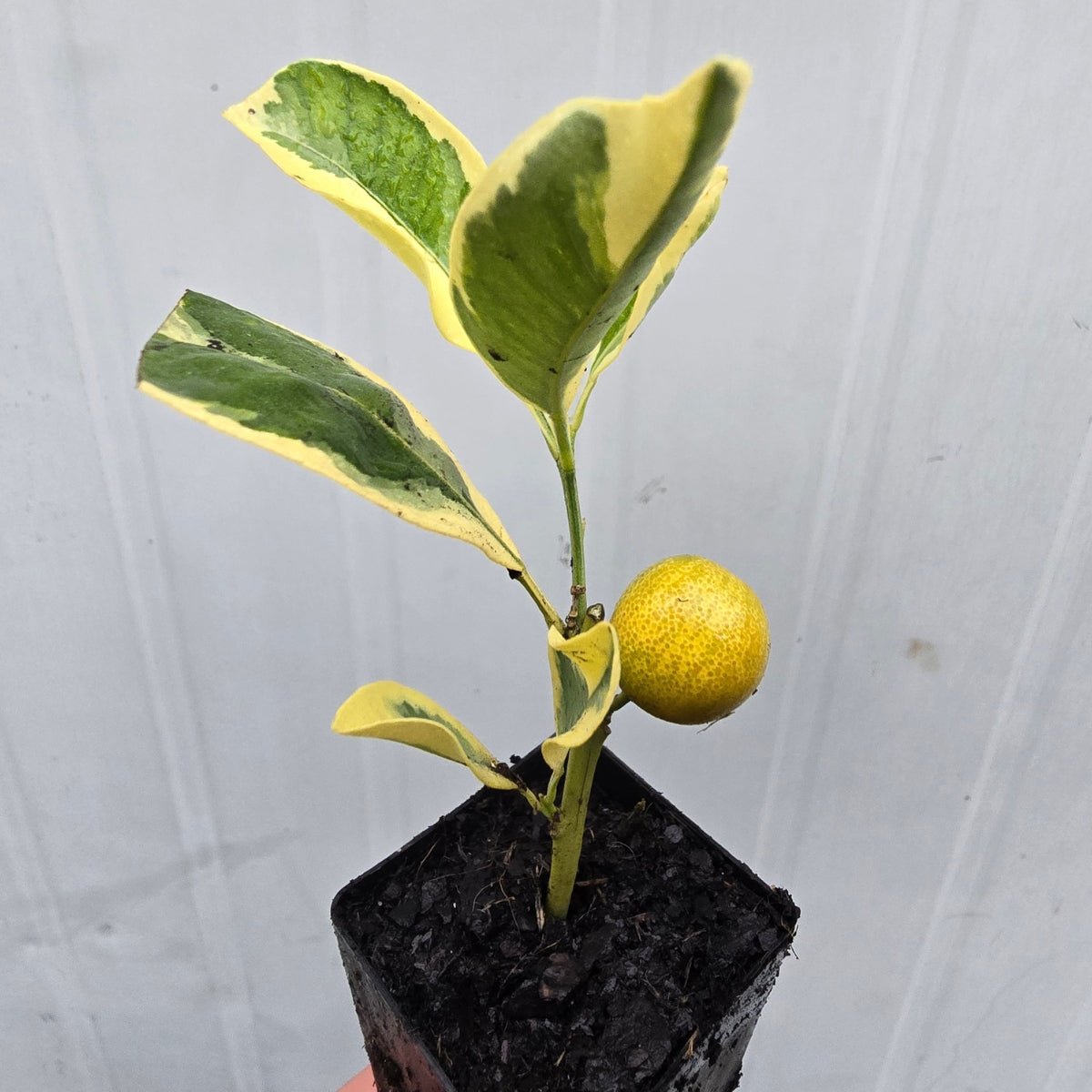 Variegated Kumquat Citrus | Citrus japonica ‘Variegata’ - Oldboy&