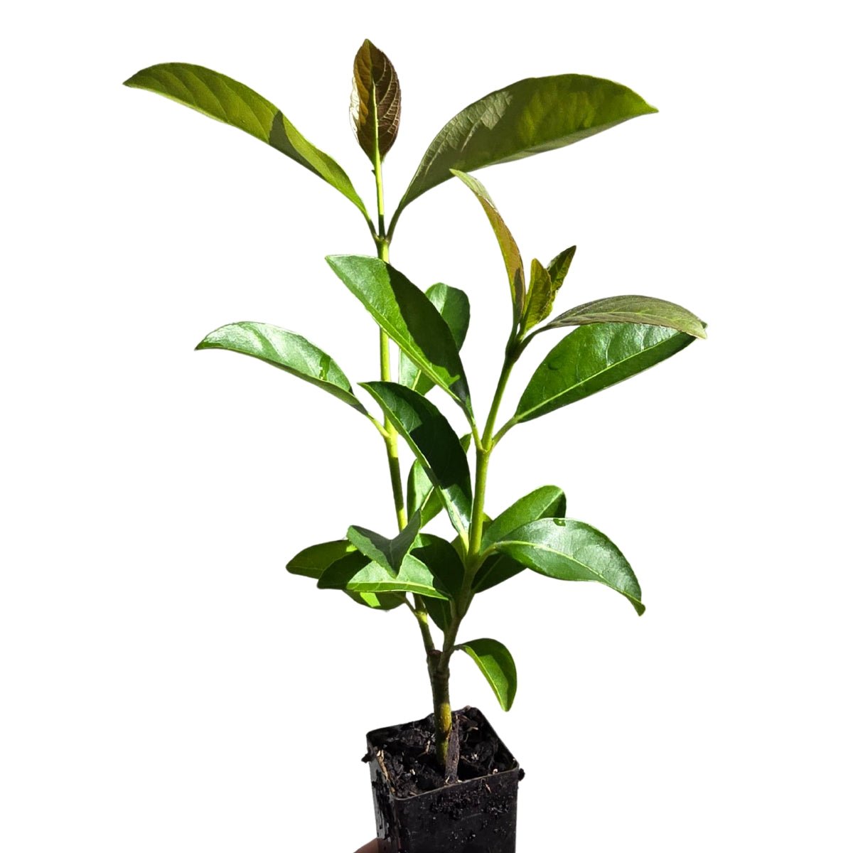 Viburnum odoratissimum ‘VOQ1’ PBR Quick Fence™ | Fast-Growing Privacy Hedge - Oldboy&