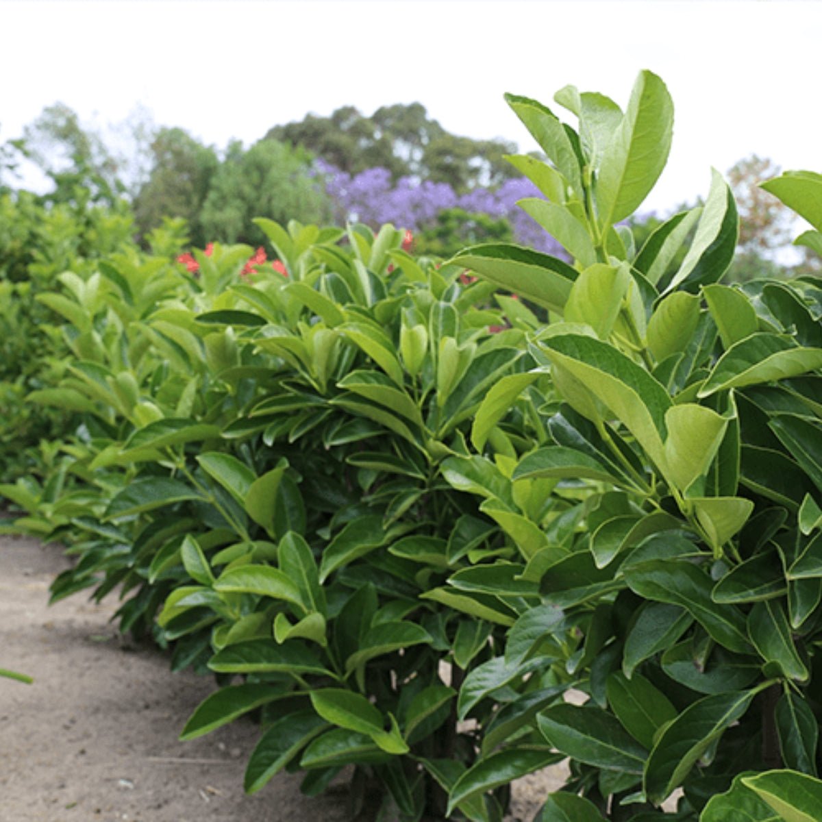 Viburnum odoratissimum ‘VOQ1’ PBR Quick Fence™ | Fast-Growing Privacy Hedge - Oldboy&