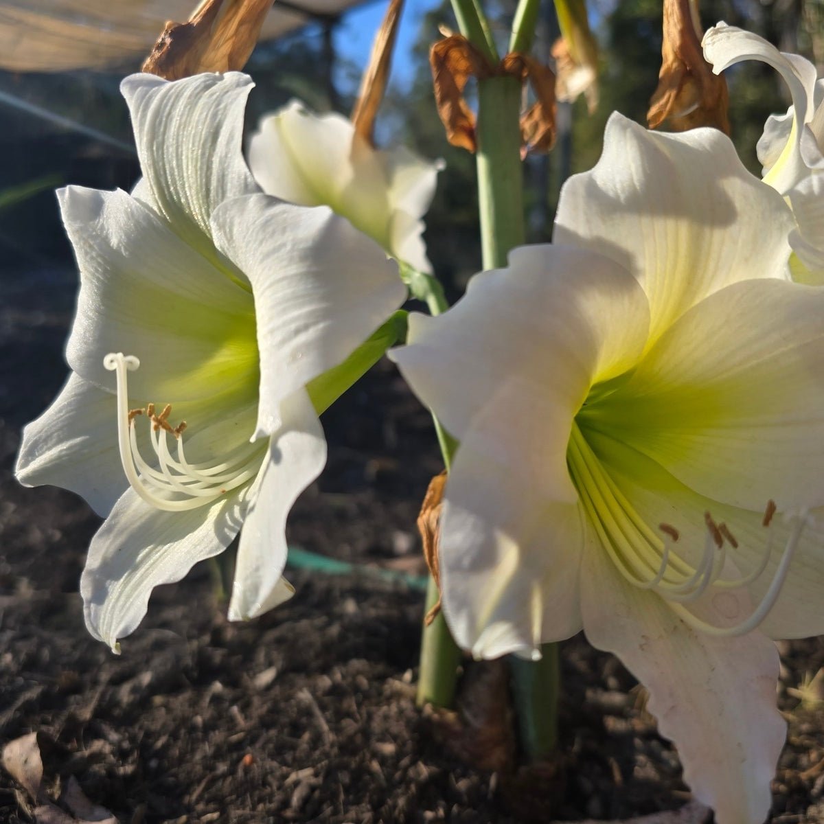 Wedding Dance - Hippeastrums | Amaryllis | Hippeastrum x hybridum - Oldboy&