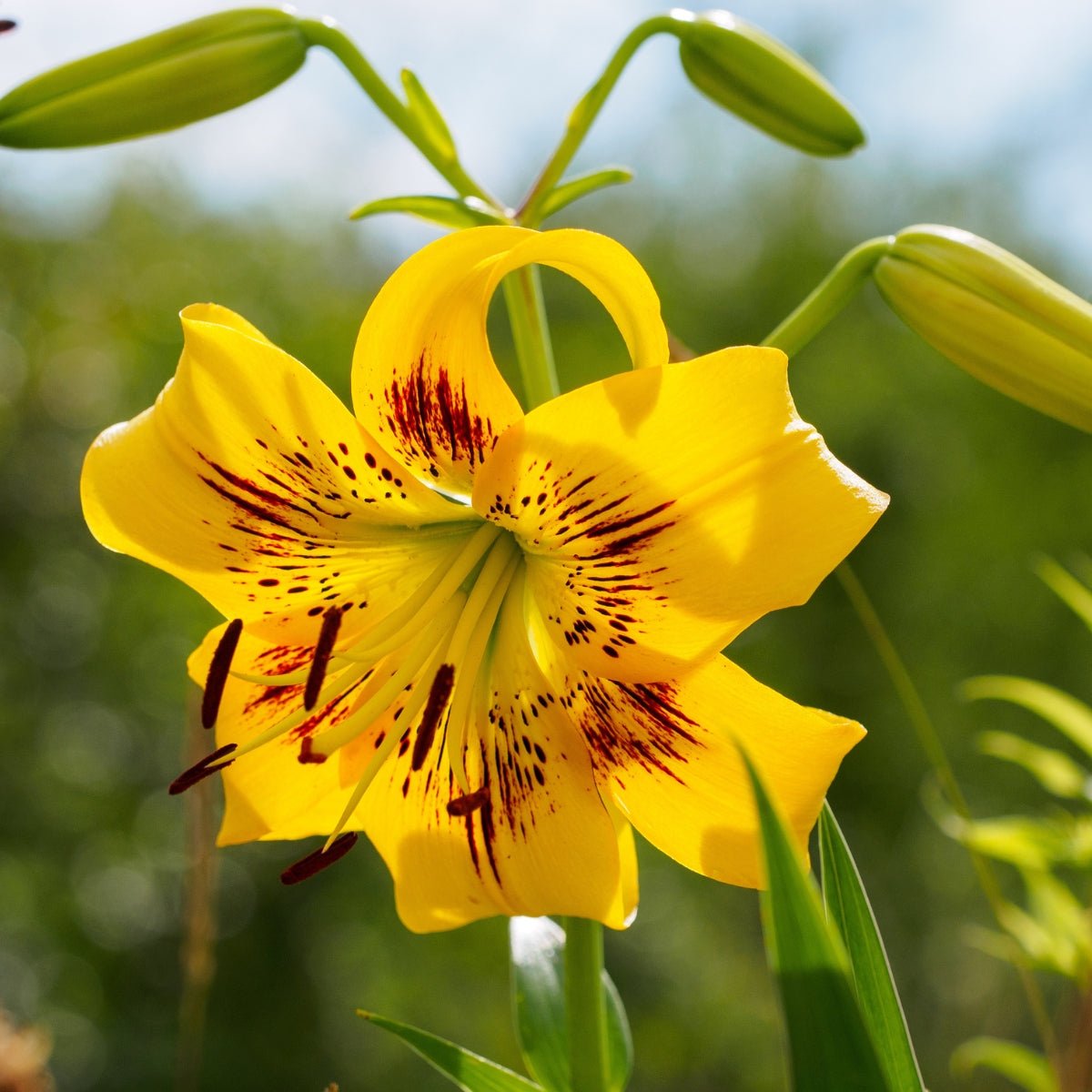 ‘Yellow Brush’ – Tiger Hybrid Lily (Lilium Hybrid) Bulb - Oldboy&