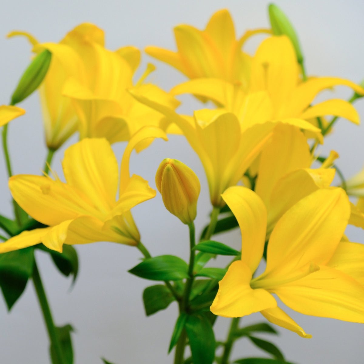 Yellow Planet Trumpet Lily Bulb – Lilium longiflorum - Oldboy&