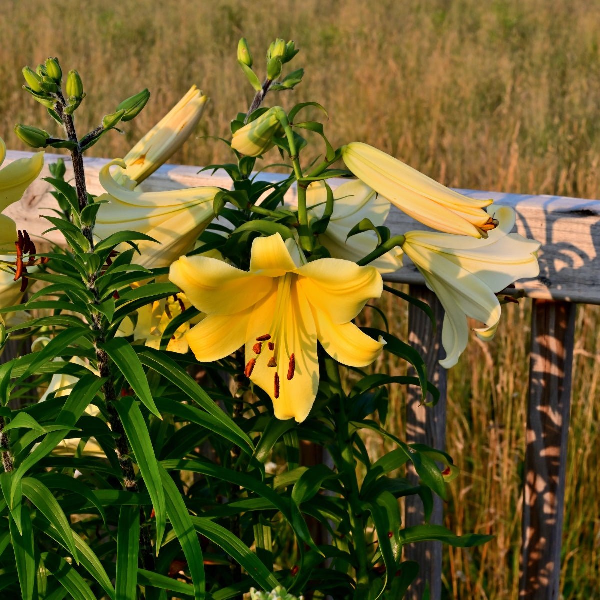 Yellow Planet Trumpet Lily Bulb – Lilium longiflorum - Oldboy&