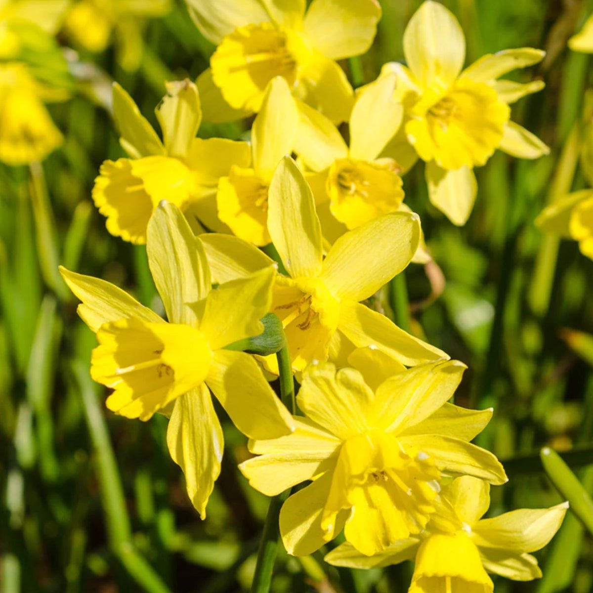 Yellow Sailboat - Daffodil (Narcissus) – Miniature Golden Beauty - Oldboy&