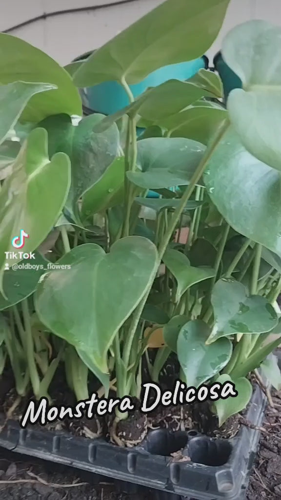 Monstera | Fruit Salad Plant | Delicosa | Liebm