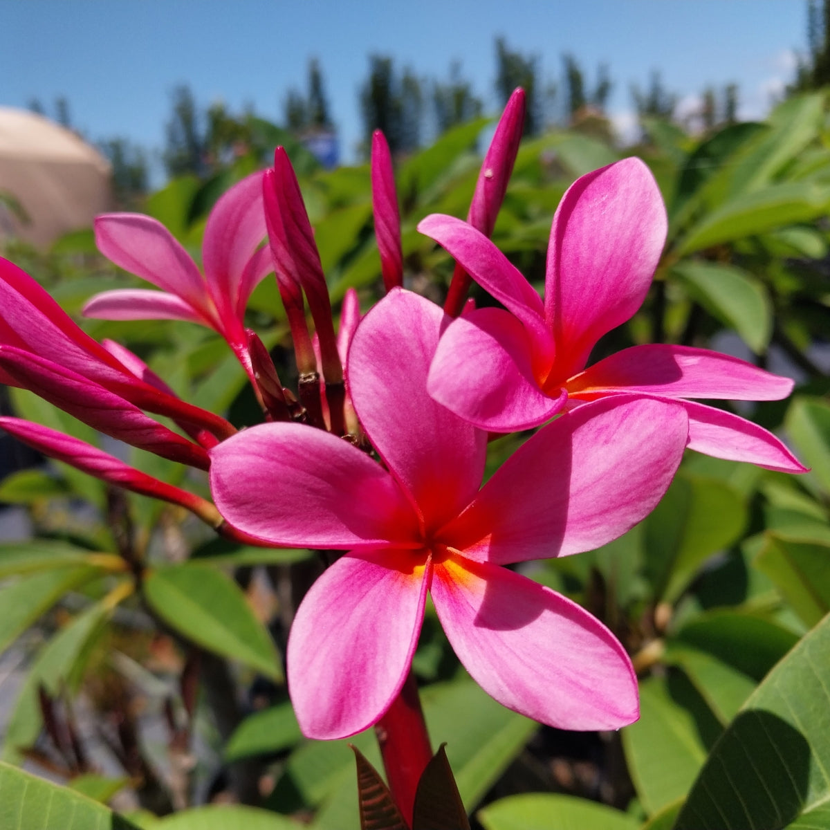 Frangipani (Plumeria Rubra)