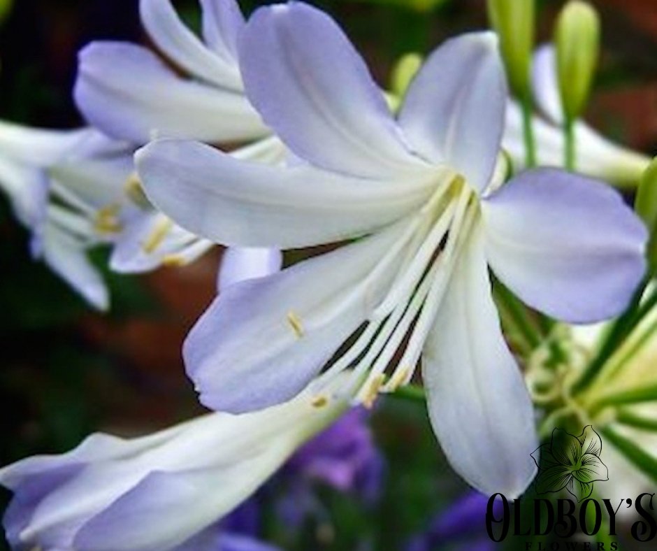 Agapanthus - Oldboy&