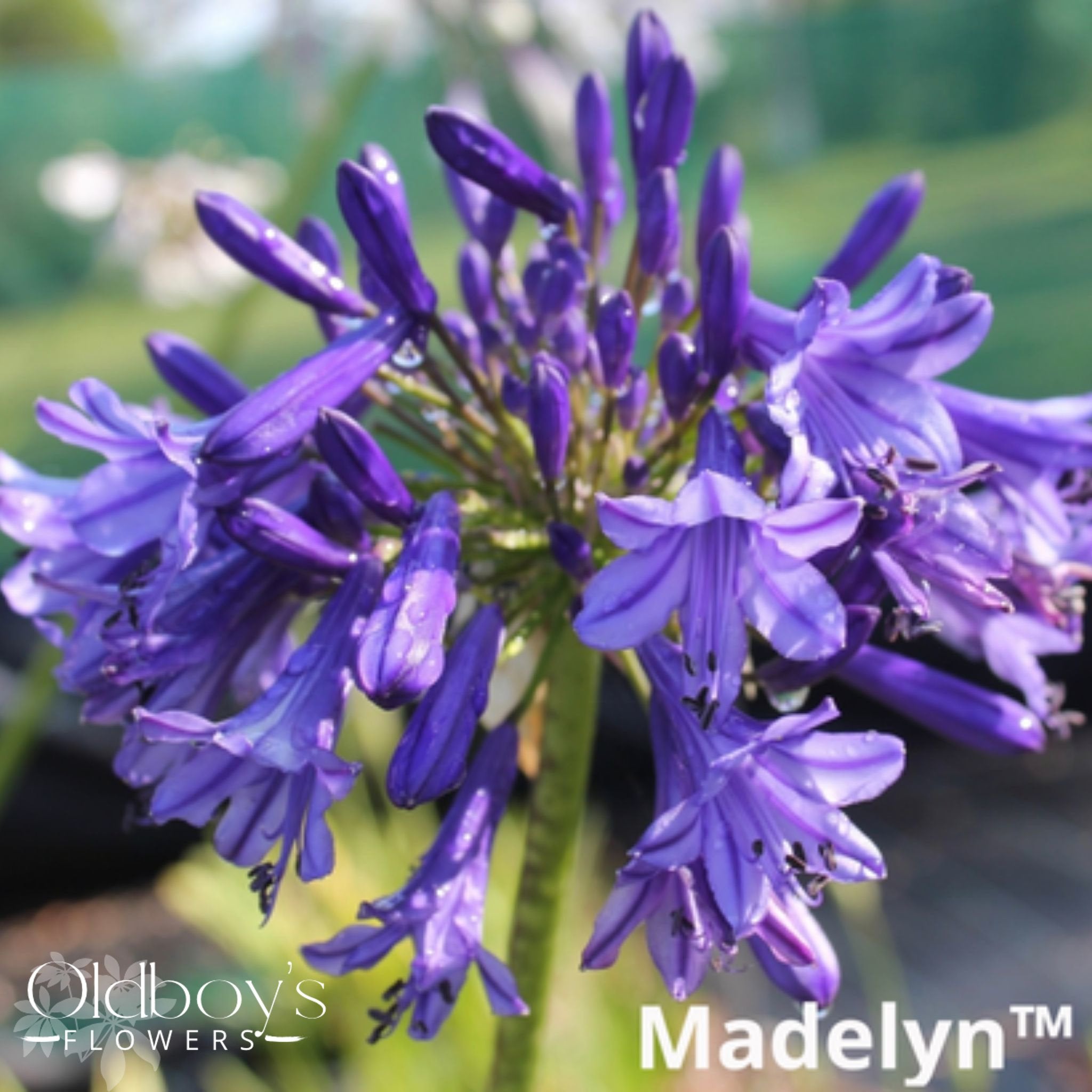 Agapanthus - Oldboy&