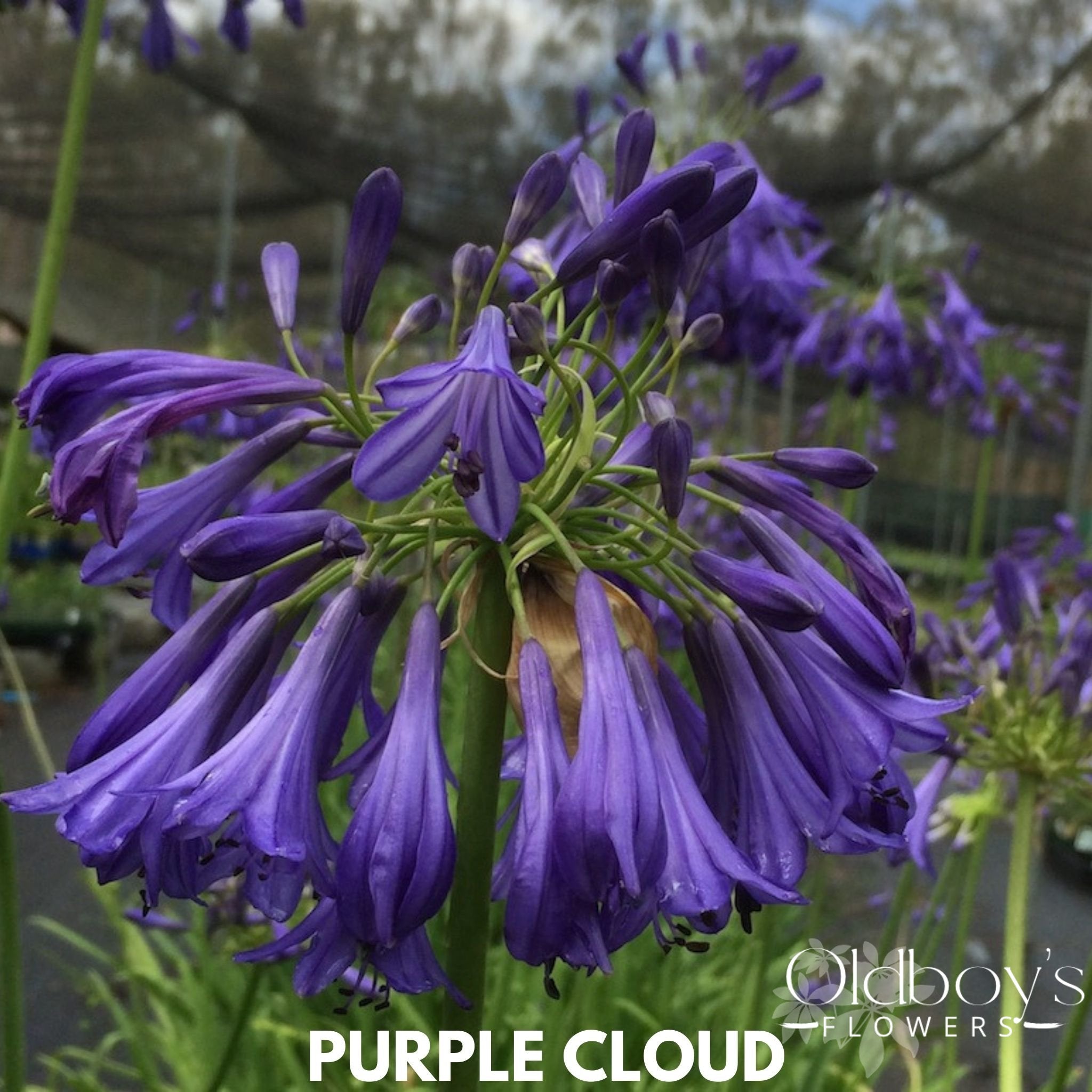 Agapanthus - Oldboy&