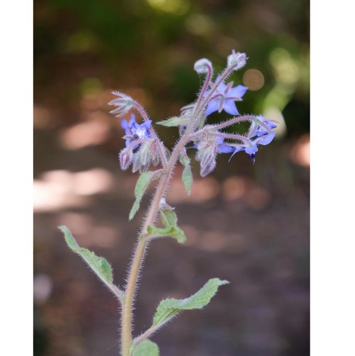 Bee Pollination Grow Kit - Oldboy&