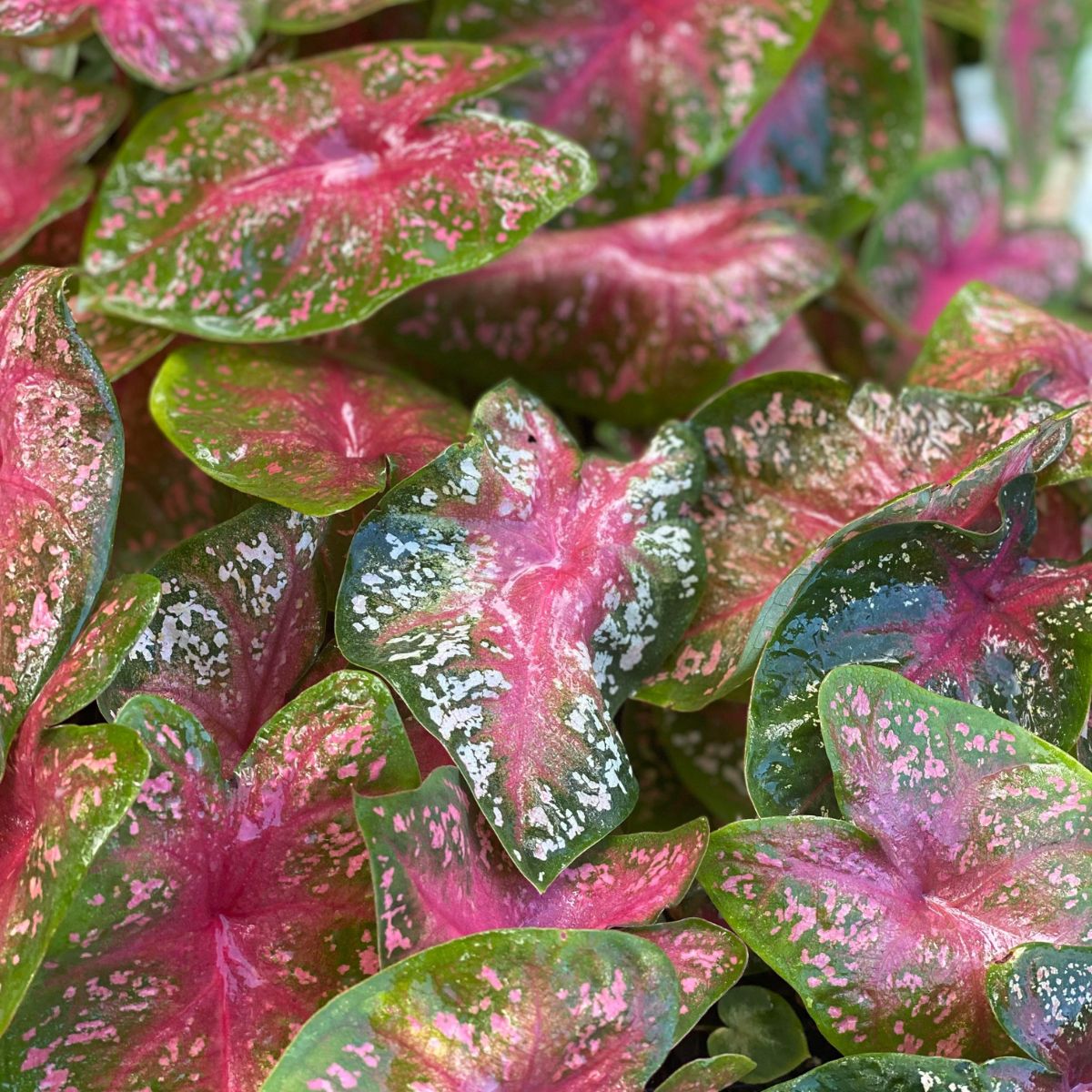 Caladium | Starlight Red - Oldboy&