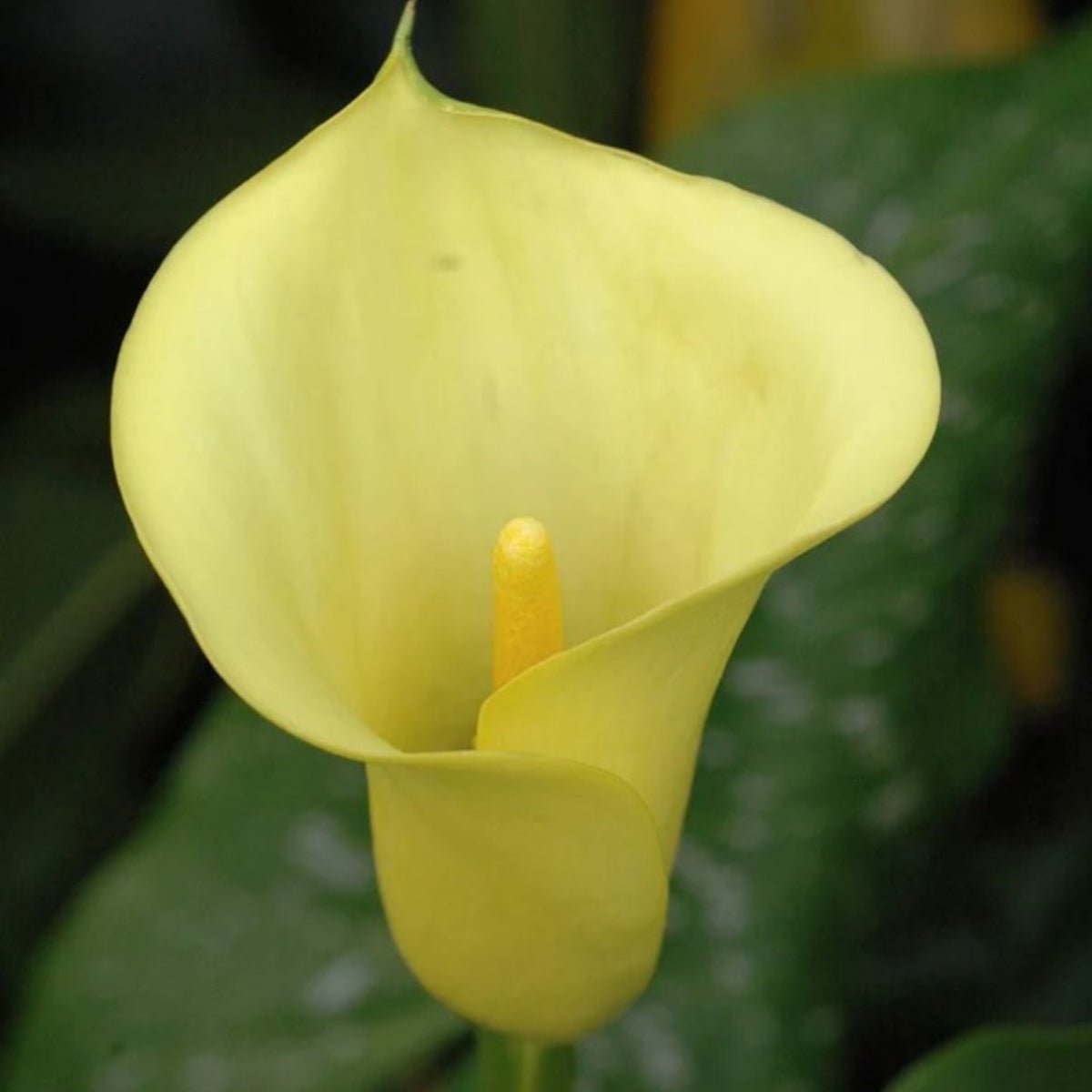 Calla Lilies | Zantedeschias - Oldboy&