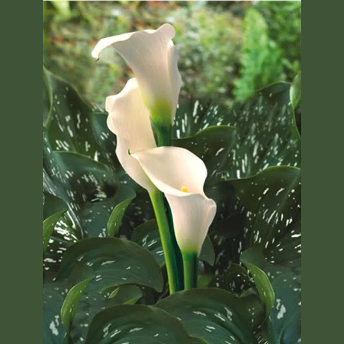 Calla Lilies | Zantedeschias - Oldboy&